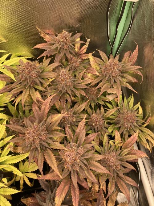 Tropicanna Poison F1 fast single plant. Week 15