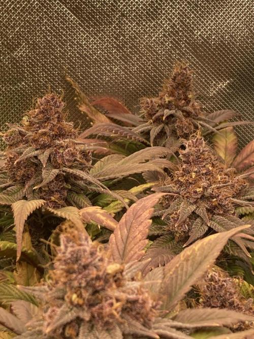 Tropicanna Poison F1 fast single plant. Week 15