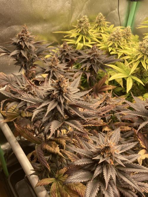 Black Muffin F1 fast single plant. Week 15