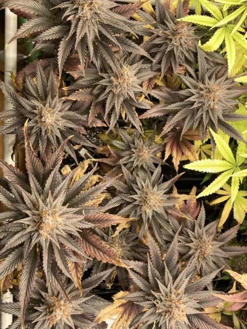 Black Muffin F1 fast single plant. Week 15