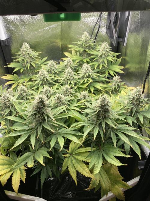 Seriously Old Skool Limited Edition. Week 12