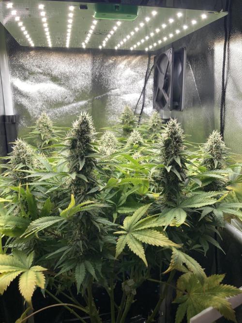 Seriously Old Skool Limited Edition. Week 12