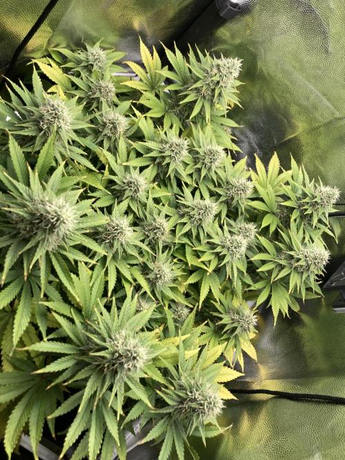 Seriously Old Skool Limited Edition. Week 12