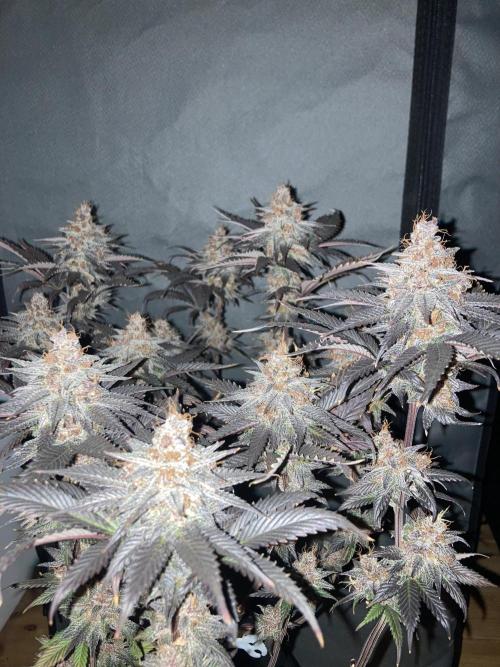 Black Muffin F1 fast single plant. Week 16