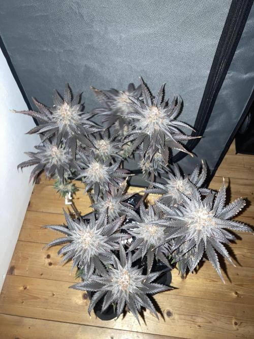 Black Muffin F1 fast single plant. Week 16