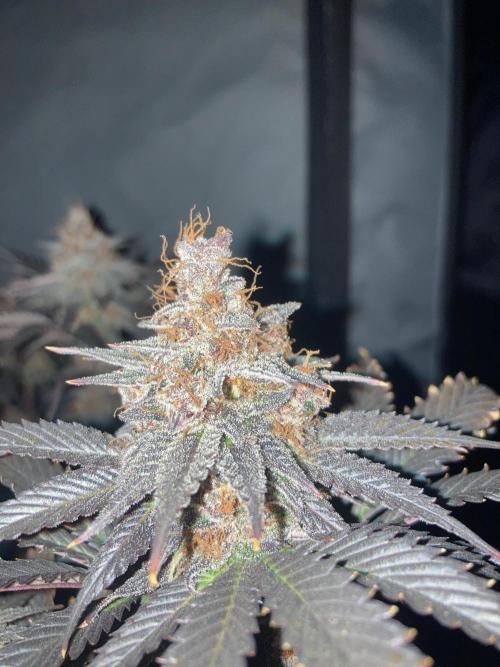 Black Muffin F1 fast single plant. Week 16