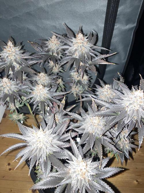 Black Muffin F1 fast single plant. Week 16