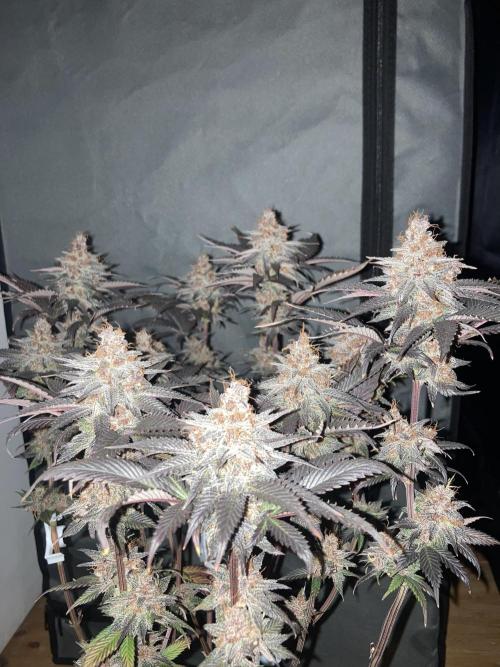 Black Muffin F1 fast single plant. Week 16