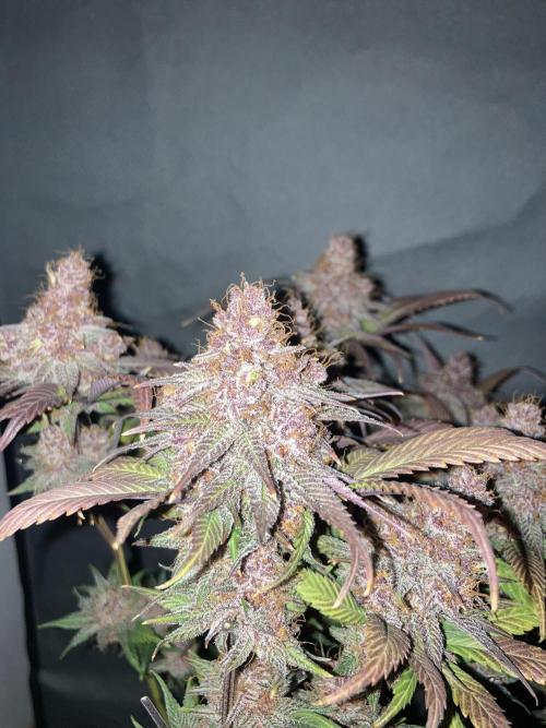 Tropicanna Poison F1 fast single plant. Week 16