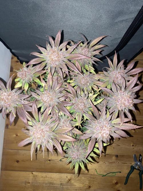 Tropicanna Poison F1 fast single plant. Week 16