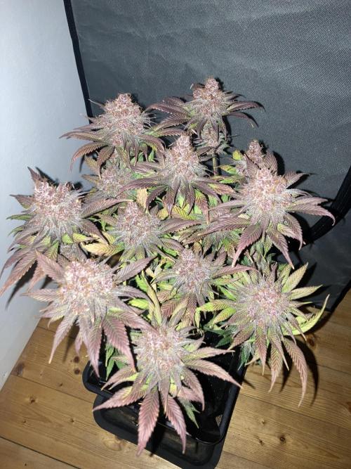 Tropicanna Poison F1 fast single plant. Week 16