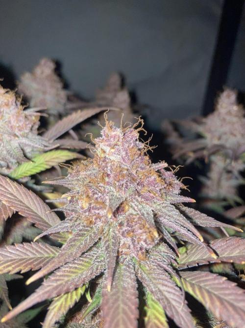 Tropicanna Poison F1 fast single plant. Week 16