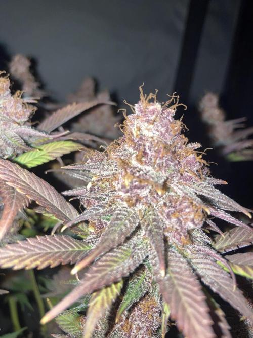 Tropicanna Poison F1 fast single plant. Week 16