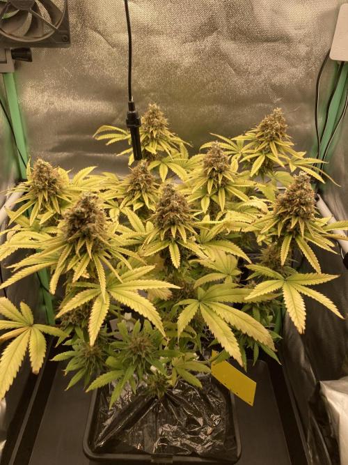 Original Oreoz single plant. Week 16