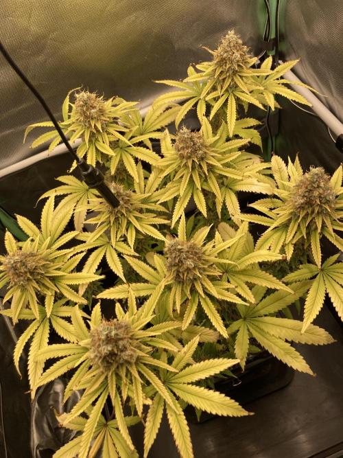 Original Oreoz single plant. Week 16