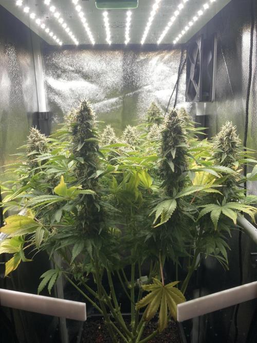 Seriously Old Skool Limited Edition. Week 13