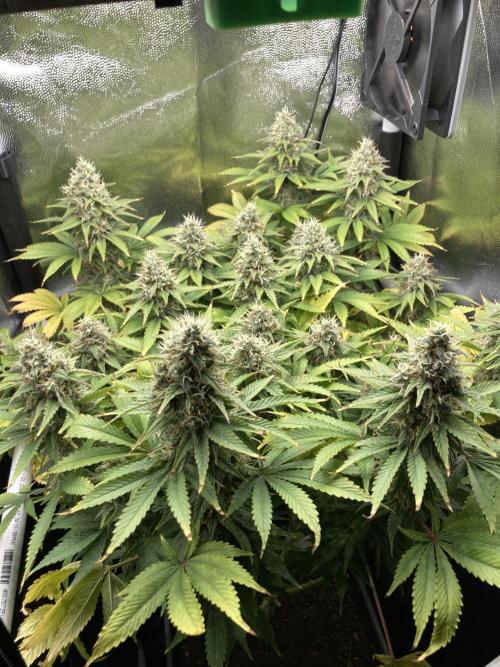 Seriously Old Skool Limited Edition. Week 13