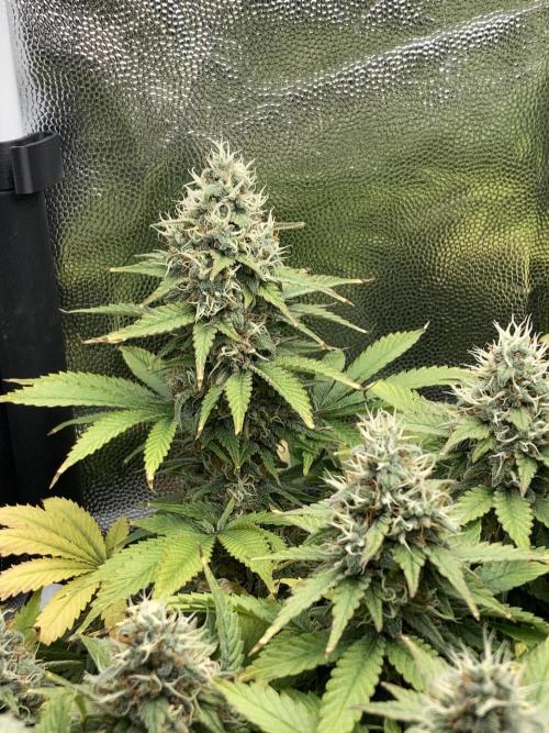 Seriously Old Skool Limited Edition. Week 13