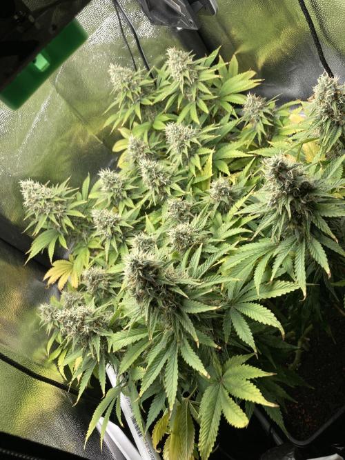 Seriously Old Skool Limited Edition. Week 13