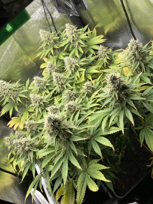 Seriously Old Skool Limited Edition. Week 13