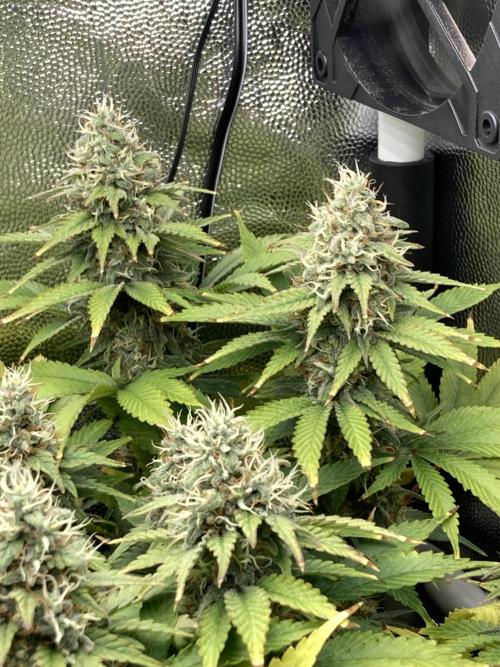 Seriously Old Skool Limited Edition. Week 13