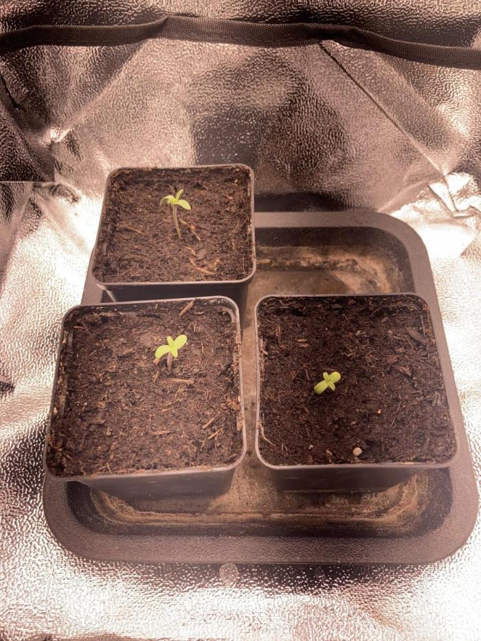 Double Donny Burger by Growers Choice. Week 1