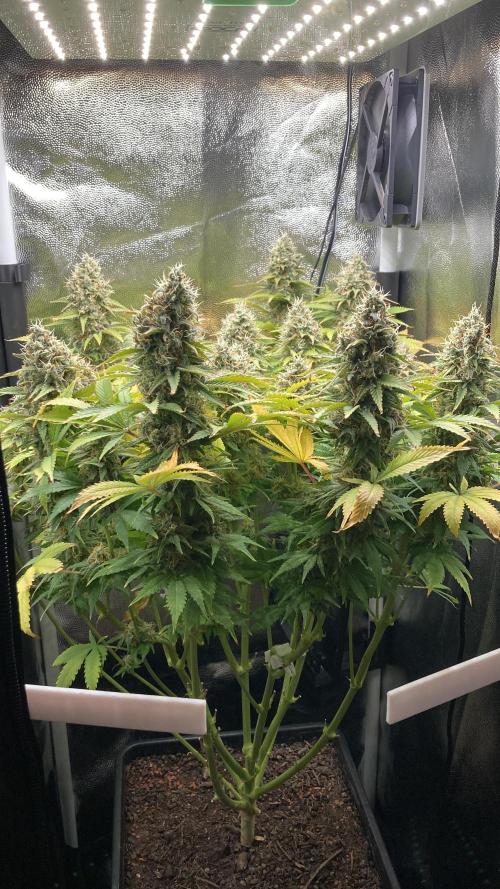 Seriously Old Skool Limited Edition. Week 14