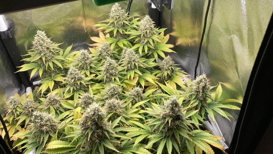 Seriously Old Skool Limited Edition. Week 14