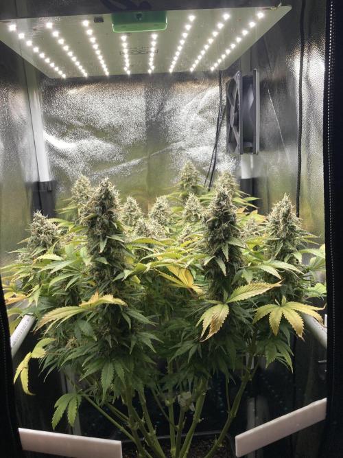 Seriously Old Skool Limited Edition. Week 14