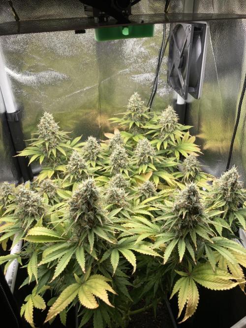 Seriously Old Skool Limited Edition. Week 14