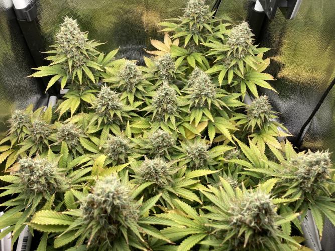 Seriously Old Skool Limited Edition. Week 14