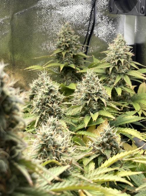 Seriously Old Skool Limited Edition. Week 14