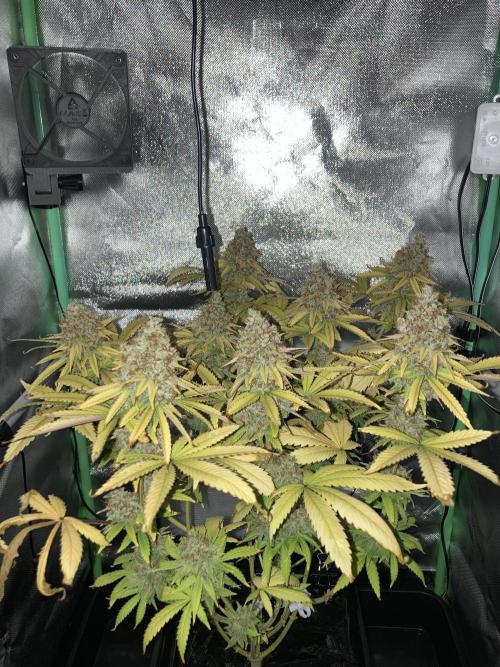 Original Oreoz single plant. Week 17