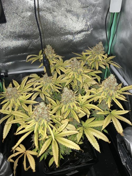 Original Oreoz single plant. Week 17