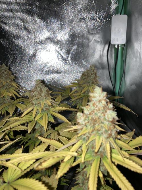 Original Oreoz single plant. Week 17