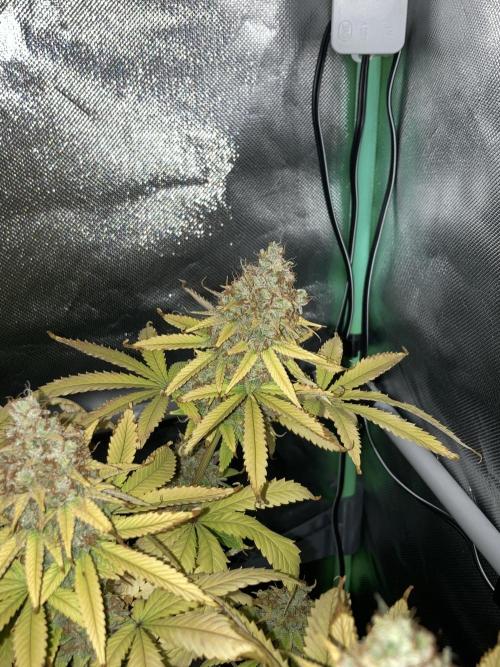 Original Oreoz single plant. Week 17