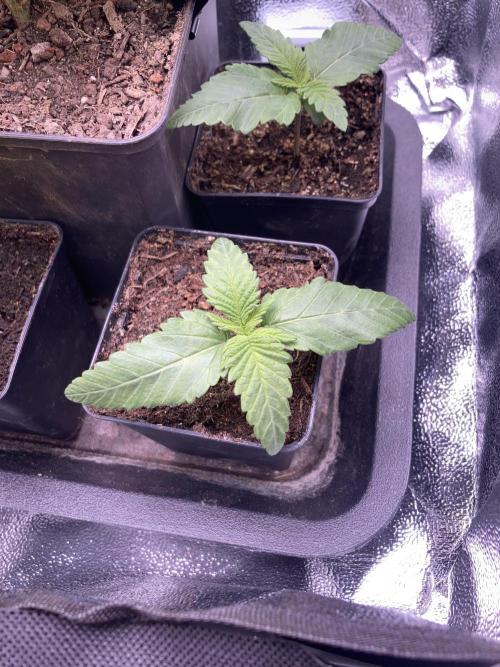 Double Donny Burger by Growers Choice. Week 2