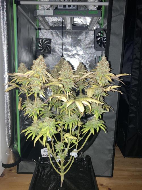 Original Oreoz single plant. Week 18