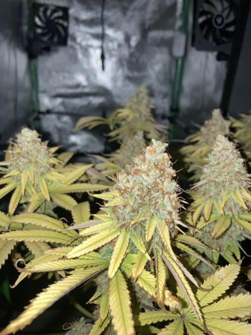 Original Oreoz single plant. Week 18