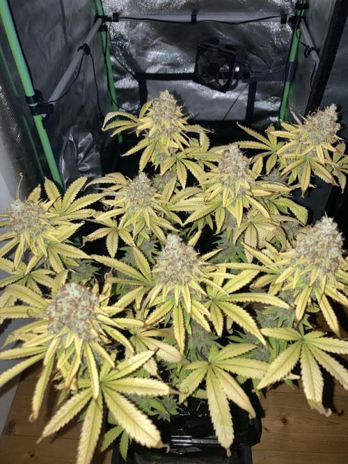 Original Oreoz single plant. Week 18