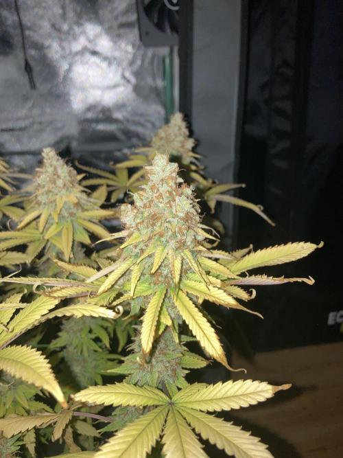 Original Oreoz single plant. Week 18