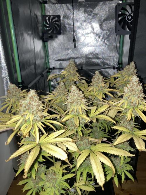 Original Oreoz single plant. Week 18