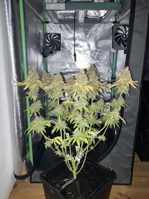 Original Oreoz single plant. Week 18