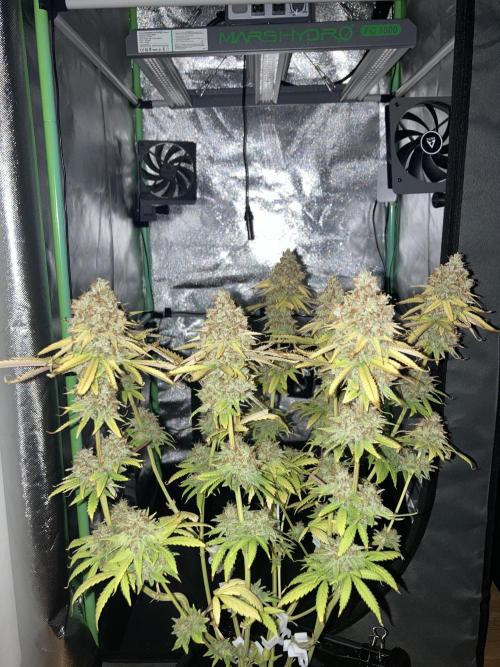 Original Oreoz single plant. Week 18