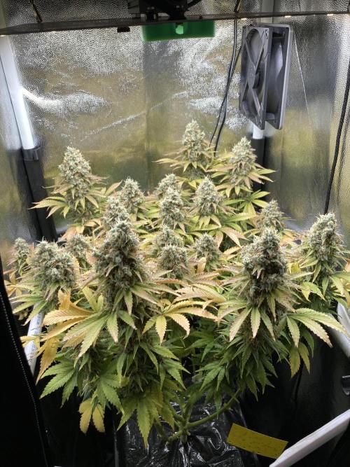 Seriously Old Skool Limited Edition. Week 15