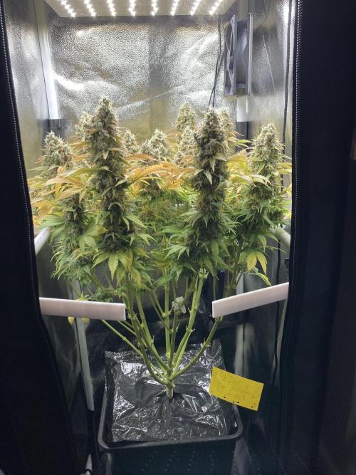 Seriously Old Skool Limited Edition. Week 15