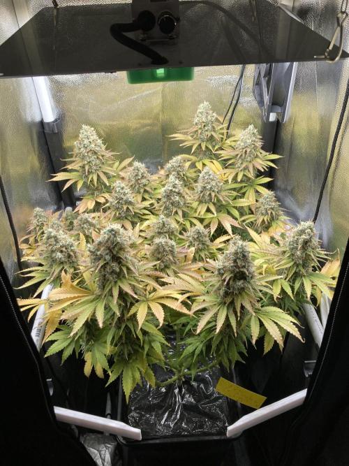 Seriously Old Skool Limited Edition. Week 15