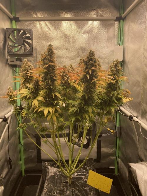 Seriously Old Skool Limited Edition. Week 16