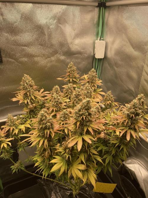 Seriously Old Skool Limited Edition. Week 16