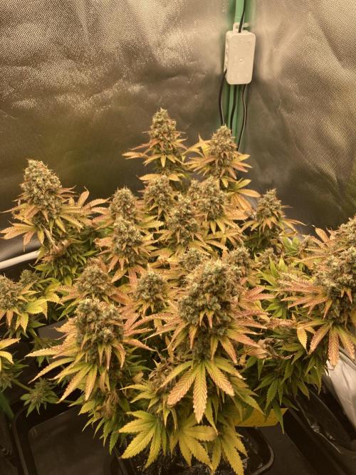 Seriously Old Skool Limited Edition. Week 16